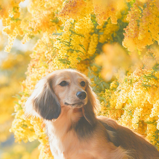 ダックスフンド1