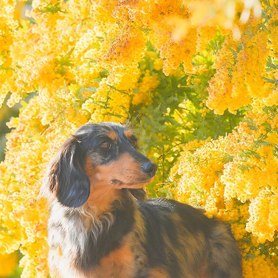 ダックスフンド3